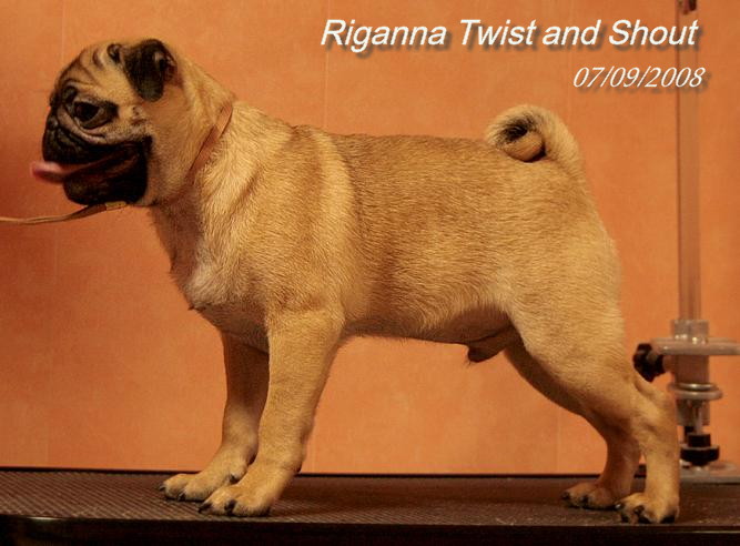CH. riganna Twist and Shout