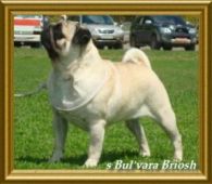 CH. Bastiana merci odie s Bul'vara Briosh