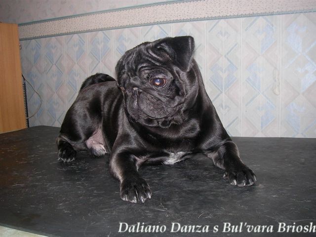 Daliano Danza s Bul'vara Briosh