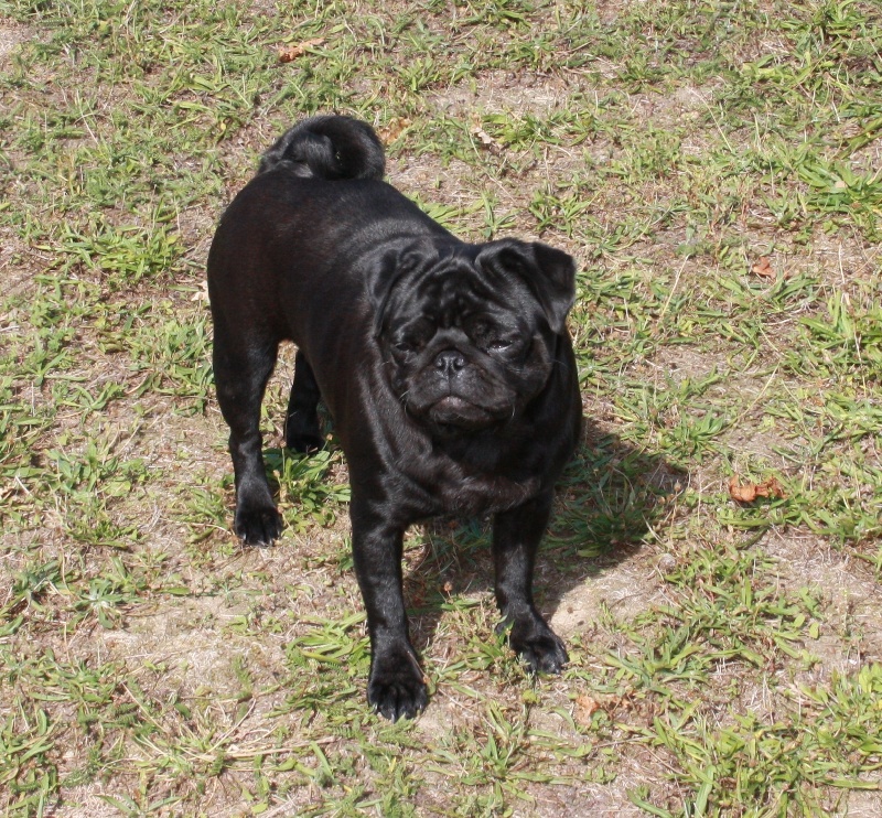 Kristelle karline s Bul'vara Briosh