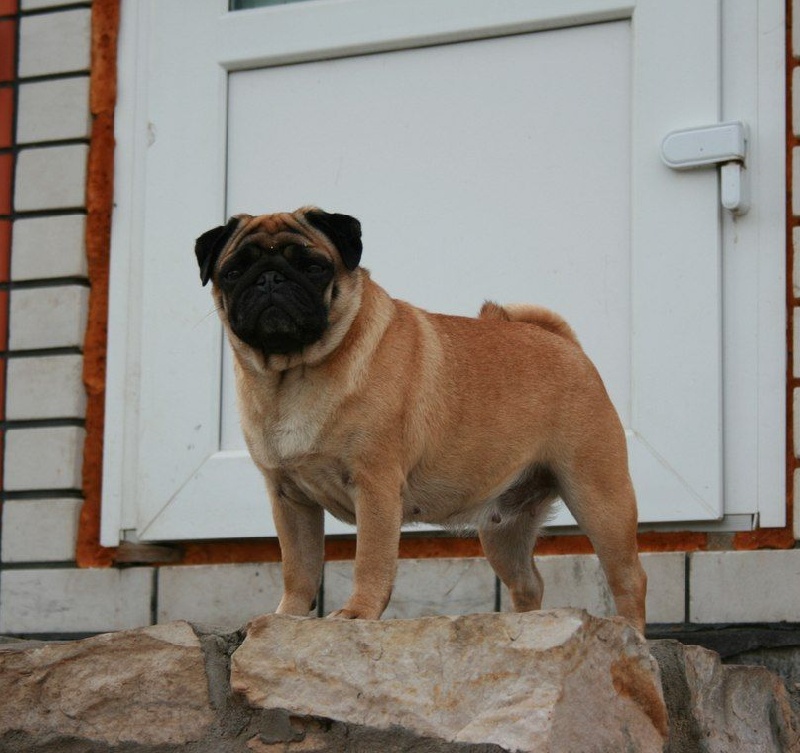 CH. Zute de shonlin s Bul'vara Briosh
